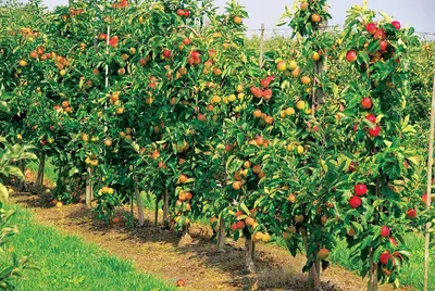 Здравень Турбо Плодовые деревья и ягодные кустарники 150 гр. купить оптом в  Томске по цене 57,7 руб.