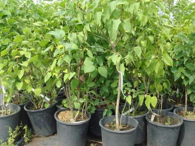 Готовим сад к зиме: плодовые деревья и кустарники - полезные статьи о  садоводстве от Agro-Market24