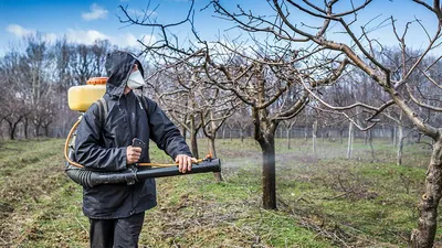 Тюменским дачникам рассказали, как подготовить плодовые деревья и кустарники  к зиме