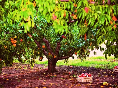 Свой бизнес: как открыть питомник плодовых деревьев и кустарников