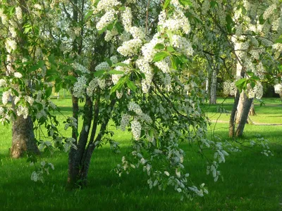 Какие фруктовые деревья успешно выращивают в Сибири – Это Сибирь!