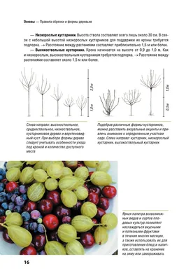 Весенняя обработка деревьев и кустарников от вредителей и болезней:  препараты, сроки, правила обработки