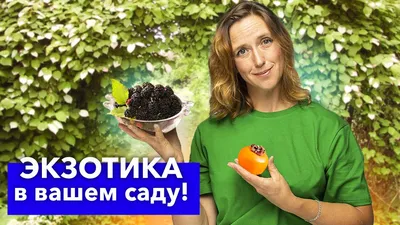 Какие садовые растения нельзя сажать рядом? Аллелопатия. Фото — Ботаничка