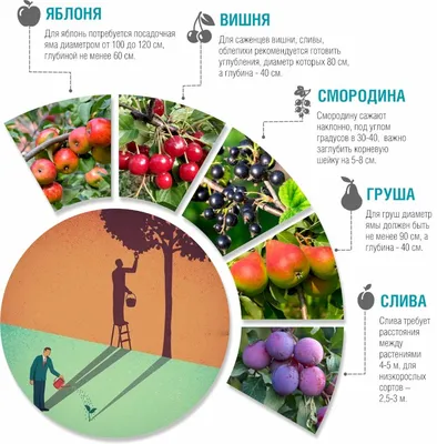 Плодовый сад - что посадить - Сад и Клумба