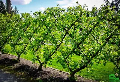 8 лучших плодовых деревьев для Подмосковья - особенности и рекомендации по  выбору