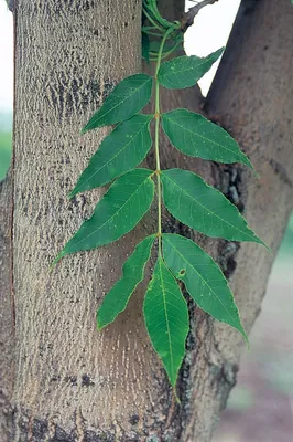 Ясень обыкновенный (Fraxinus excelsior) | Ракита. Питомник растений