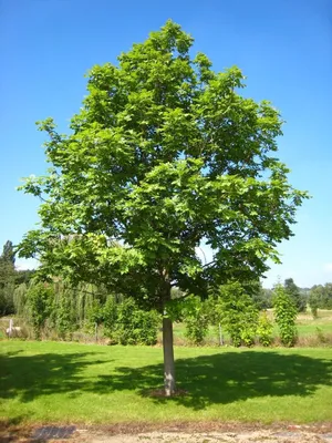 Ясень обыкновенный (Fráxinus excélsior) С30, 350-400 см, цена в  Санкт-Петербурге от компании Вилла-планта (садовый центр и питомник  растений, ландшафтное бюро)