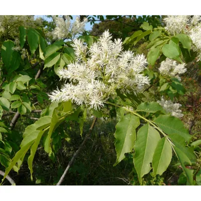 Ясень обыкновенный 'Aypea' – купить в питомнике Chelsea Garden