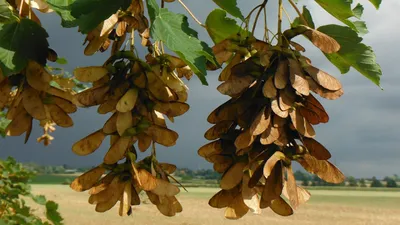 Ясень обыкновенный, Faxinus excelsior