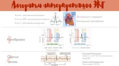 Физиологическое спортивное сердце. Основные изменения