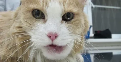 Кожный рог у кошек: лечение, фото – ветеринарный центр Прайд