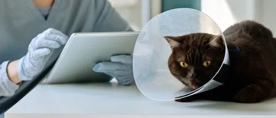 А был ли рак. История кота Киса | Ветеринар и собачка | Дзен