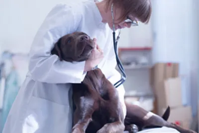 Лучевая терапия для животных - Клиника онкологии животных ФГБУ «НМИЦ  радиологии» Минздрава России