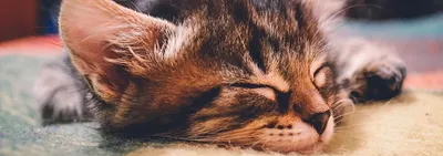 Рак у кошек: виды, симптомы и лечение | Hill's