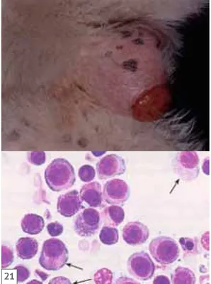Плоскоклеточная карцинома кожи у амурского полоза | Цитология | Гистология