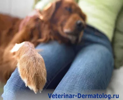 Новообразования кожи у собак и кошек - Ветеринарная клиника TerraVet