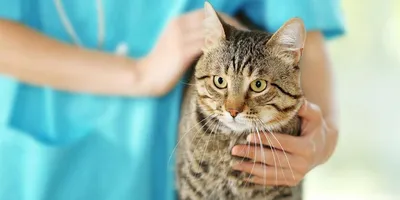 Плазмоцитарный пододерматит кошек / Feline plasma cell pododermatitis