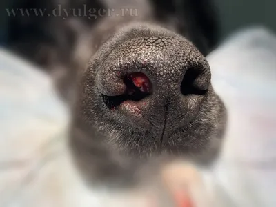 Опухоль носа у собаки и кошки: лечение, симптомы, фото и прогноз