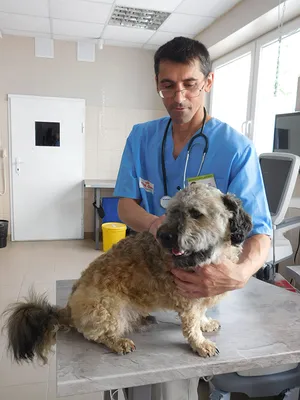 Основные причины пододерматитов собак — Центр ветеринарної допомоги  «Елітвет»