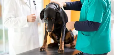 10 предупреждающих признаков рака у собаки | Лапа помощи | Дзен