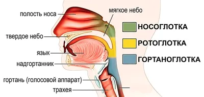 Опухоли ротовой полости у собак и кошек: лечение, диагностика, фото