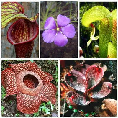 Разновидности хищных растений и их особенности