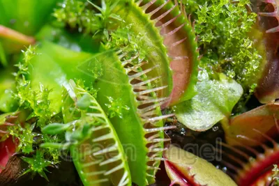 Плотоядные растения: фото и описание растения, как ухаживать, основные  проблемы и вредители