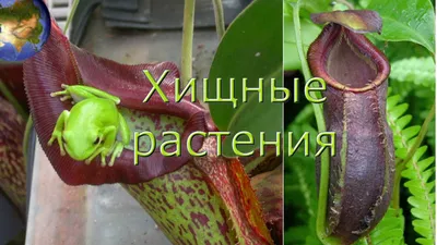 Dionaeas - Насекомоядные растения-хищники - Уход и содержание Росянка  (Drosera)