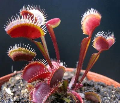 Эволюционировали в унитаз: плотоядные растения переключились на фекалии,  чтобы выжить