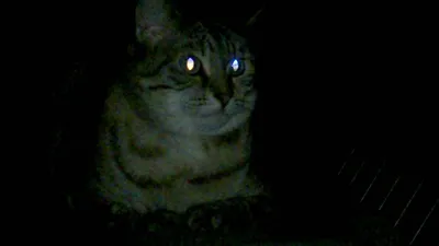 Почему у кошек в темноте светятся глаза|Советы от Питомца