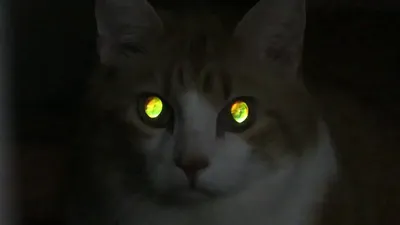 А вы говорите у котов глаза светятся... | Пикабу
