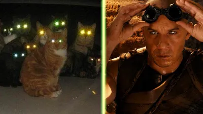 Почему у кошек глаза в темноте светятся, а у людей выглядят красными на  фотографиях? / Оффтопик / iXBT Live