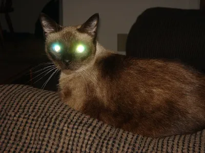 Почему у кошки светятся глаза в темноте? | Наши питомцы | Дзен