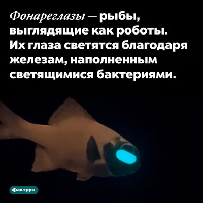 Почему глаза кошки светятся в темноте? - Питомцы Mail.ru