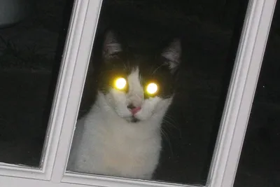 Почему у кошек глаза светятся в темноте — Ferra.ru