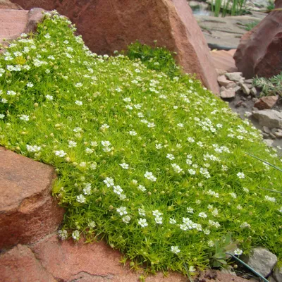 Почвопокровные многолетники - фото и названия растений - Форум Все сорта