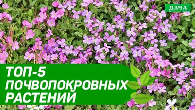 Real Gardens - Почвопокровные многолетники незаменимы в современном саду.  Они помогают изменить облик самого неприглядного уголка сада или цветника,  т.к. многие из них растут даже в тени. Почвопокровники это своего рода  цветущие