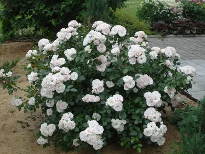 Почвопокровные розы сорта фото фото
