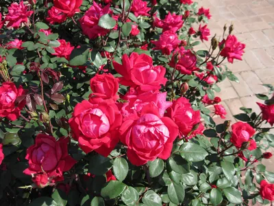 Купить Почвопокровные розы | VIA ROSA