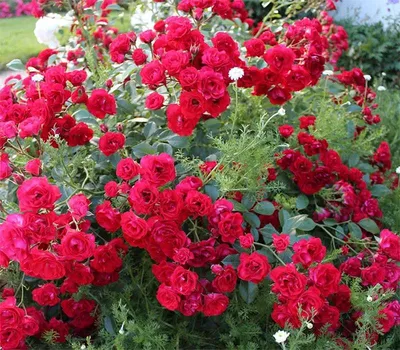 Сорта почвопокровной розы - саженцы в горшках Краснодар |