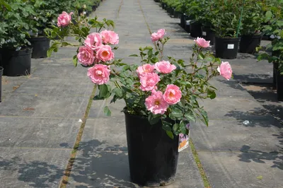 Самые неприхотливые и декоративные современные сорта почвопокровных роз |  Цветы в саду | Дзен