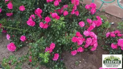 Роза Ред Фейри. Купить лучшие сорта почвопокровных роз.