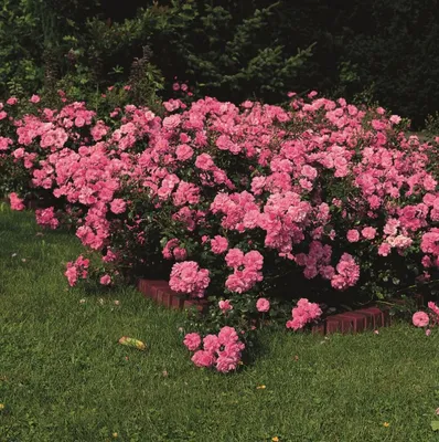 3 моих любимых сорта почвопокровных роз, а также правила их размещения в  саду для создания красоты | О Фазенде. Загородная жизнь | Дзен