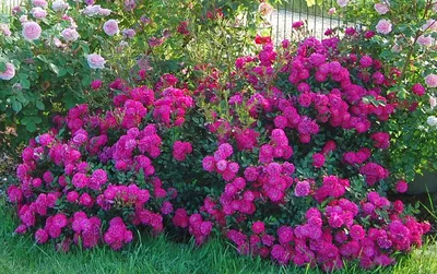 Фантастические почвопокровные розы - эксклюзив! - Свежие новости в  Александрове, в стране и мире
