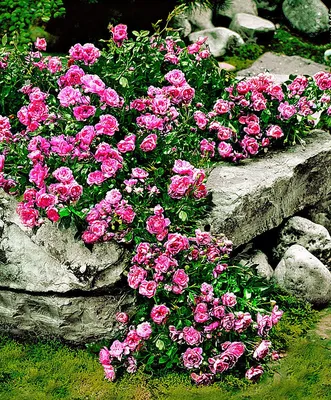Лучшие сорта почвопокровных роз в моем саду. | Милая Роза | Дзен