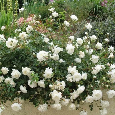 Почвопокровные розы: посадка и уход в открытом грунте, виды и сорта, фото