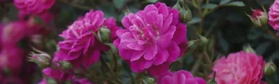 Почвопокровные розы: посадка, уход и выращивание | Интернет-магазин садовых  растений