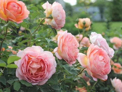 Почвопокровные розы в дизайне сада, фото сортов