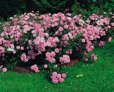 Почвопокровные розы - описание и сорта с фото - ВикиРоз - Энциклопедия роз