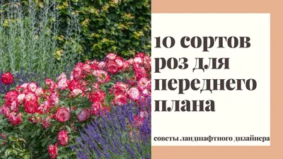 Почвопокровные розы в дизайне сада. 10 лучших сортов роз для переднего  плана розария и цветника. - YouTube